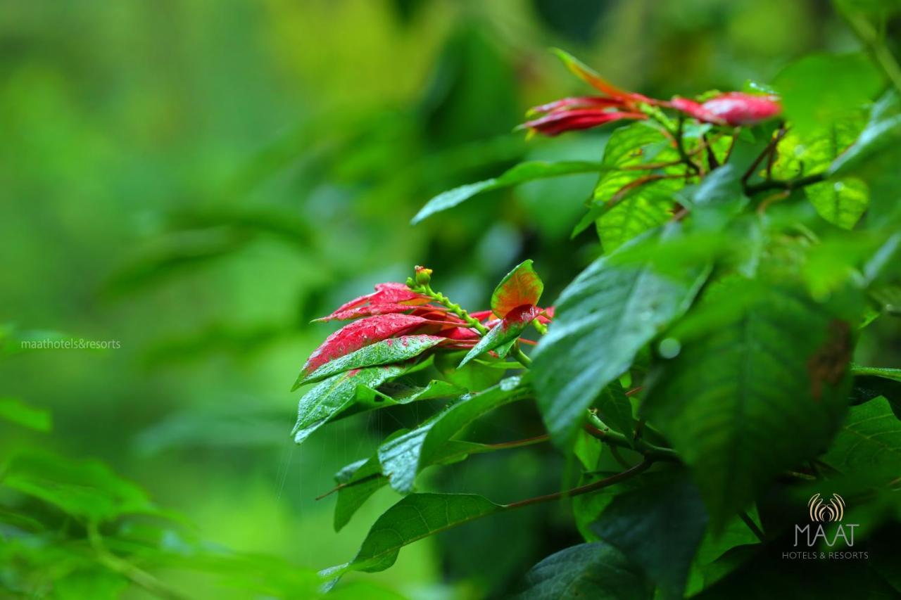 Dew Drops Farm Resorts Munnar Dış mekan fotoğraf